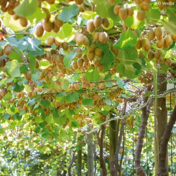 Kiwi Plant kiw'Happy male and female duo - Actinidia deliciosa
