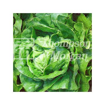 Butterhead Lettuce Artic King - Lactuca sativa