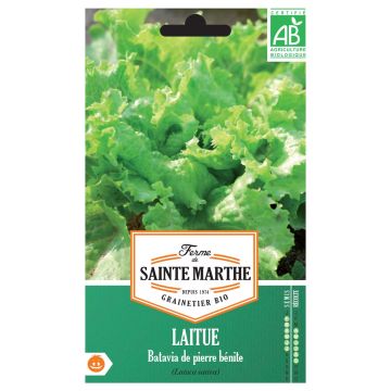 Iceberg Lettuce De Pierre Bénite - Ferme de Sainte Marthe seeds