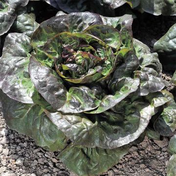 Batavia Lettuce Rouge Cardinale - Ferme de Sainte Marthe untreated seeds - Lactuca sativa