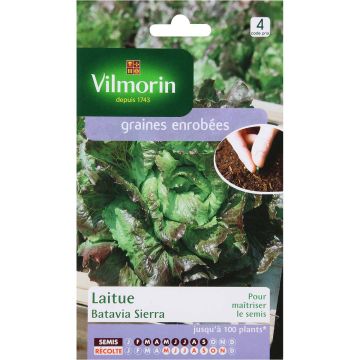 Lettuce Sierra Batavia - Vilmorin coated seeds - Lactuca sativa