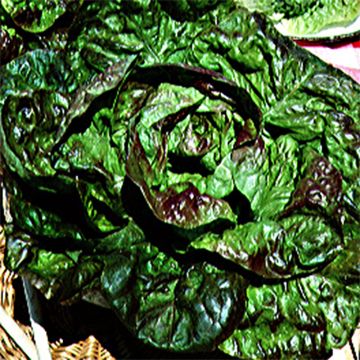 Winter Lettuce Passion Brune - Ferme de Sainte Marthe seeds
