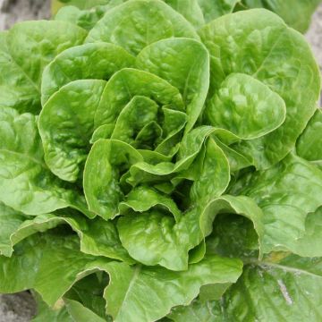 Lettuce Chicon du Père Vendi - Ferme de Sainte Marthe seeds