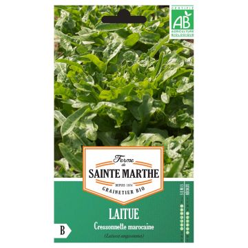 Catalogna Lettuce (Radichetta) - Ferme de Sainte Marthe seeds