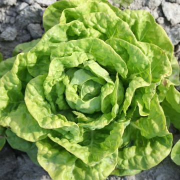 Butterhead Lettuce de Pologne - Ferme de Sainte Marthe seeds