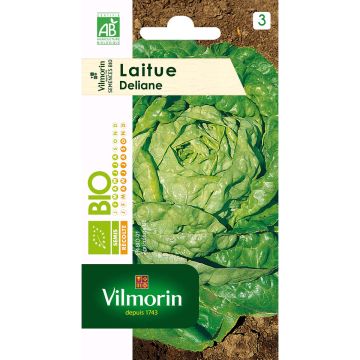 Lettuce Deliane - Lactuca sativa