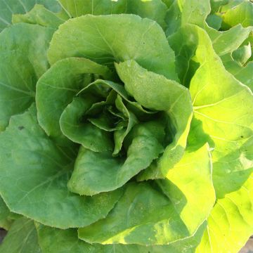 Butterhead Lettuce Madrilène - Ferme de Sainte Marthe seeds