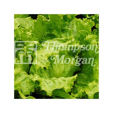 Batavia Lettuce Lakeland - Lactuca sativa