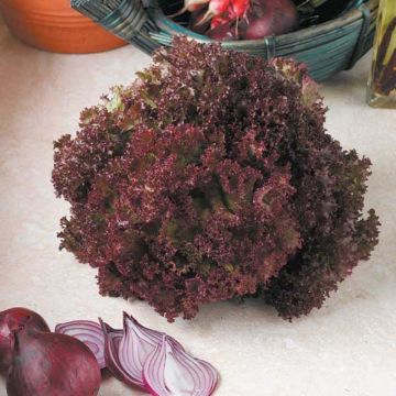 Lettuce Lollo Rossa - Lactuca sativa