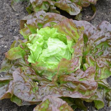 Butterhead Lettuce Marvel of Four Seasons - Ferme de Sainte Marthe seeds