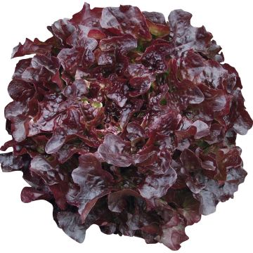 Organic Lettuce Navara - Ferme de Sainte Marthe seeds - Lactuca sativa