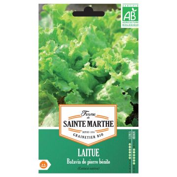 Butterhead Lettuce May Queen - Ferme de Sainte Marthe seeds