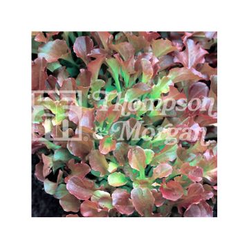 Lettuce Riccia Rossa da Taglio - Lactuca sativa