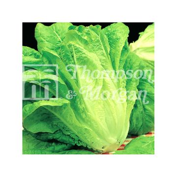 Romaine Lettuce Bionda Lenta a Montare - Lactuca sativa