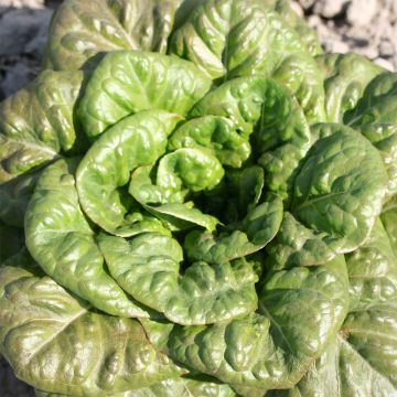 Romaine Lettuce Verte Grasse - Ferme de Sainte Marthe seeds