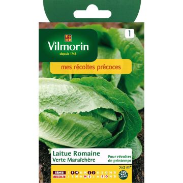 Cos Lettuce Verte Maraichère - Vilmorin seeds - Lactuca sativa