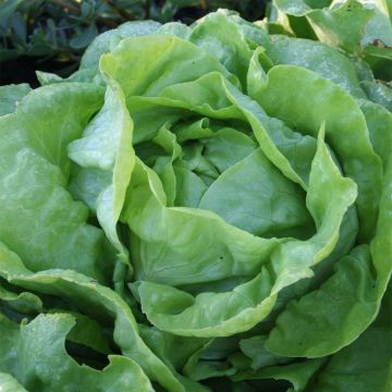 Sylvesta Organic Butterhead Lettuce - Sainte Marthe Farm