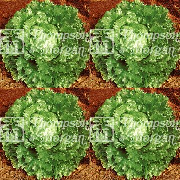 Butterhead Lettuce Webbs Wonderful - Lactuca sativa