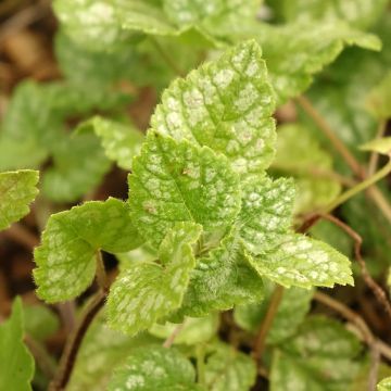 Lamium galeobdolon Kirkcudbright Dwarf - Yellow Deadnettle