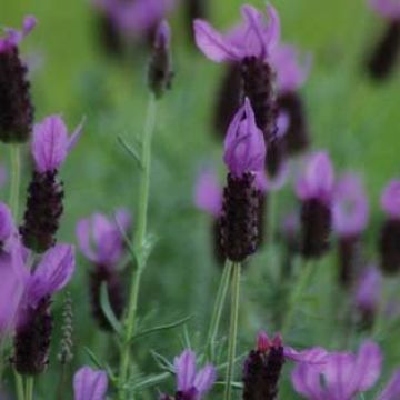 Lavandula stoechas - French Lavender