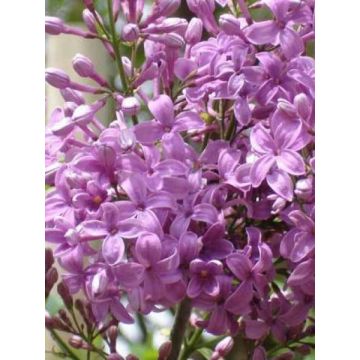 Syringa chinensis Saugeana - Lilac
