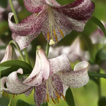 Lilium Lankon