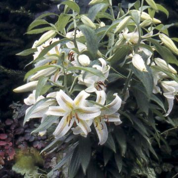 Lilium Imperial Crimson - Lily