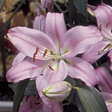 Lilium Medusa - Lily
