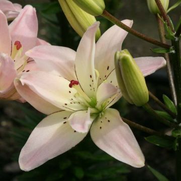 Lilium Spring Pink