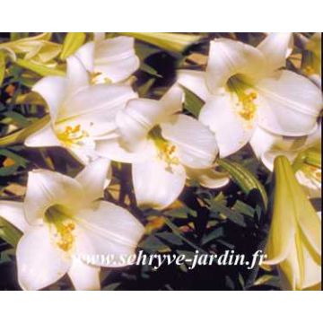 Lilium longiflorum White America - Lily