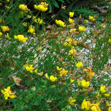 Lotus corniculatus 