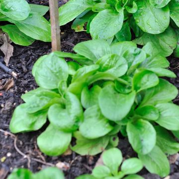 Lambs Lettuce Vit - Vilmorin Seeds