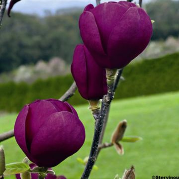 Magnolia Black Tulip Jurmag1