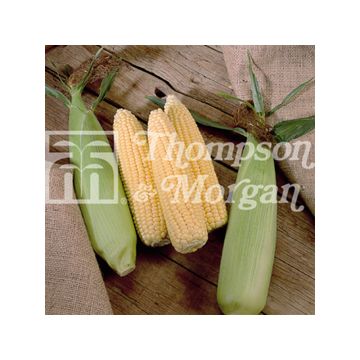 Sweet Corn Swift - Zea mays