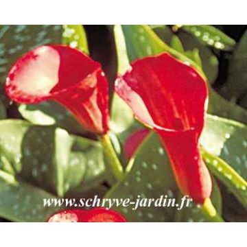 Zantedeschia elliottiana Majestic Red - Calla Lily