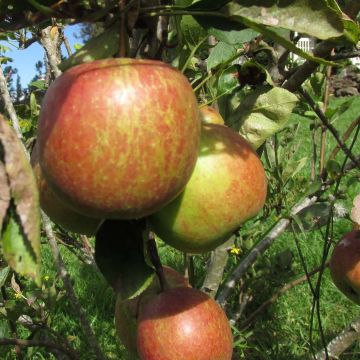 Apple Tree Braeburn - Malus domestica