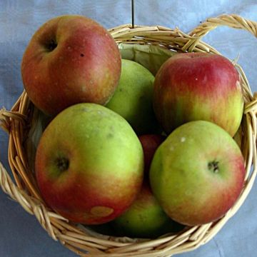 Apple Tree Idared Apple Tree - Malus domestica