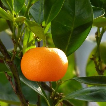 Mandarin Tree - Citrus deliciosa