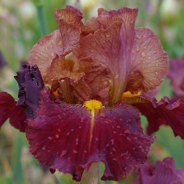 Iris germanica Marron Chaud - Bearded Iris