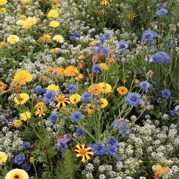 Flower mix for beneficial insects