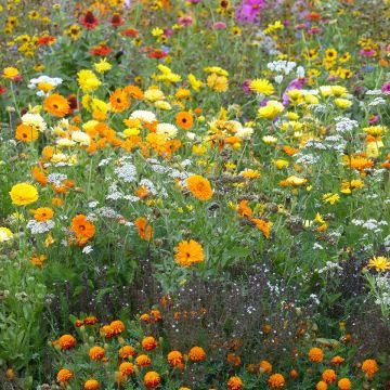 Flower mix to limit aphids