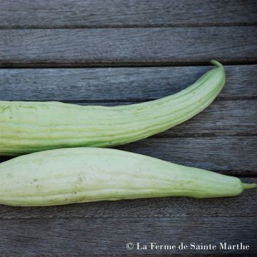 Armenian Cucumber - Ferme de Sainte Marthe seeds