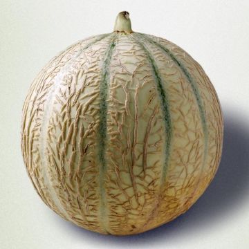 Melon Cyrano F1 - Cucumis melo