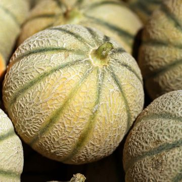 Melon Jerac F1 plants - Cucumis melo