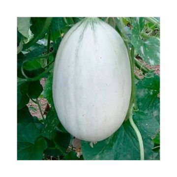 Melon Mangomel F1 plants - Cucumis melo