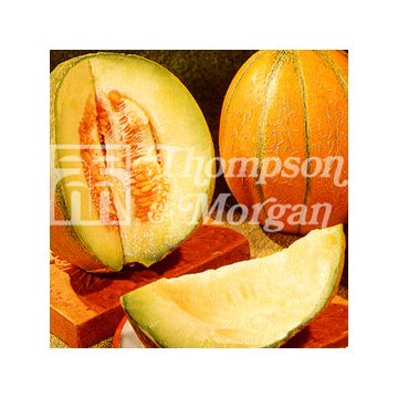 Melon Ogen - Cucumis melo