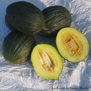Cucumis melo Winter Olive Green