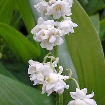 Convallaria majalis Prolificans - Lily of the Valley