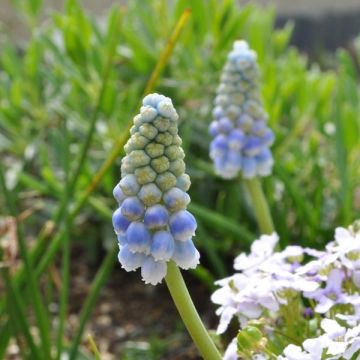 Muscari aucheri Ocean Magic - Grape Hyacinth