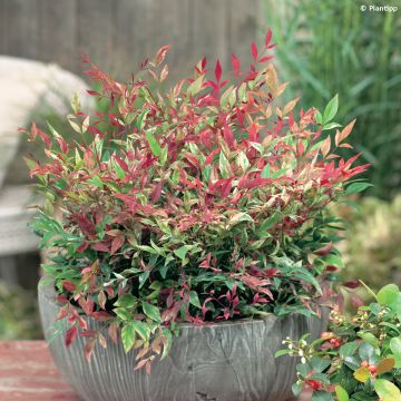 Nandina domestica Red Light - Bambou sacré nain (Arbustes)